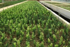 红豆杉修剪指南（打造高大挺拔的红豆杉景观）