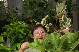 如何正确修剪绣球花（绣球花修剪技巧及注意事项）
