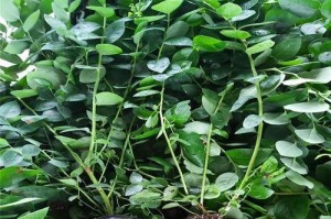 蓝莓水培栽培技巧（用最简单的方法培植蓝莓，享受美味水果）
