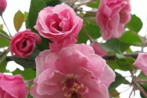 海棠花的特性和开花规律（冬季海棠花的开放与品种分类）