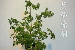 福禄桐开花的奇妙景象（探秘福禄桐的花朵和开花过程）