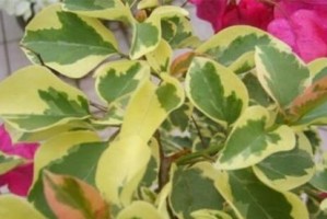 三角梅叶子有毒吗？（深入了解三角梅叶子毒性及应对方法）