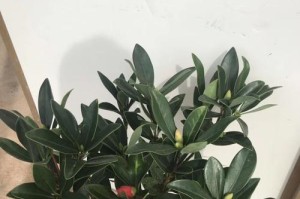 如何养护红茶花以促使其开花（培养红茶花的关键技巧及注意事项）