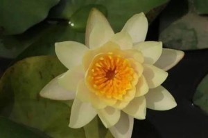 如何选择适合睡莲的盆？（探究睡莲栽培的窍门）