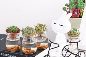 玉露水培与土培哪个更好？（探究植物种植的最佳方式）