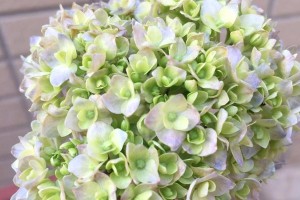 绣球花的雨水之恩（探究绣球花能否淋雨）