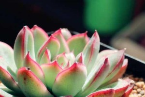 如何成功养护花月夜爆盆（花月夜养护指南，快速打造绿色家园）