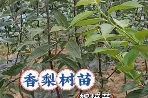 梨树嫁接技术详解（掌握梨树嫁接，轻松实现果树优质产量）