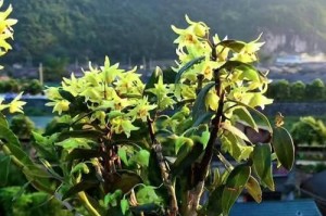 以木桩石斛怎么开花？（探究木桩石斛开花的方法和技巧）