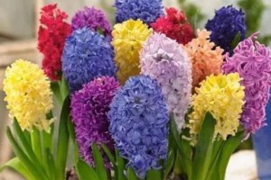 铁粉适合养什么花？（选择适合铁粉的花，让家居更有生命力）
