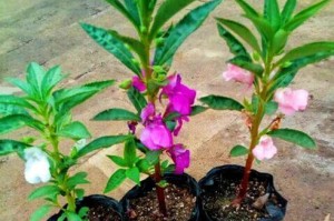 凤仙花开花周期及养护技巧（多长时间开花？怎么养护？）