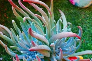 如何应对厚脸皮掉叶子？（掌握方法，轻松应对；经验分享，让你不再烦恼。）