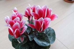 仙客来，优雅室内盆栽之选（适合家庭居室摆放的植物）