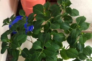 无尽夏的浇水技巧（夏季浇水的时间、频率和方法）