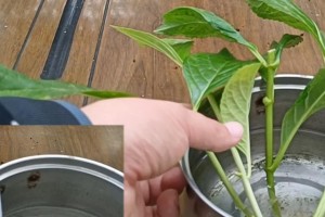 绣球花扦插的时间和方法（如何正确地扦插绣球花，快速繁殖绣球花苗）