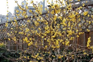 腊梅花的修剪方法（轻松掌握，让腊梅花盛开不停）