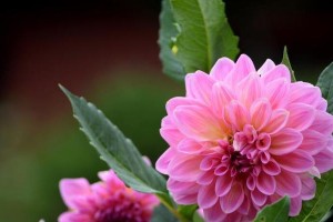 五瓣花的花语和寓意（探秘五瓣花的世界）