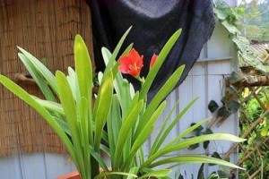 大头兰分盆技巧（如何正确分盆大头兰以促进生长）