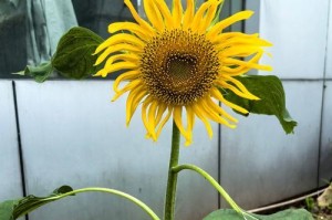 草似花养护指南（打造花园新宠，只需一把种子和耐心！）