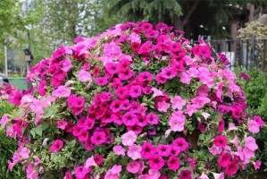 矮牵牛的冬季种植方法（如何让矮牵牛安全度过严寒的冬天？）