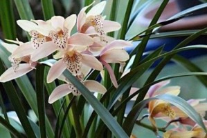 兰花养护全攻略（培养美丽兰花的最佳方法）