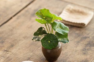绿萝的种植与养护技巧（打造绿萝盆栽，让家居生活更加宜居）