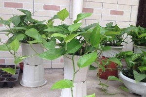 绿萝的养护秘笈（让你的绿萝茂盛无比）