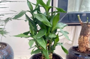 竹子的土培养护技巧（打造旺盛茁壮的竹子生长环境）