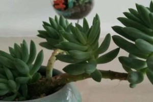 多肉植物为什么掉叶子？（掉叶子的原因及对策，让你的多肉健康成长！）