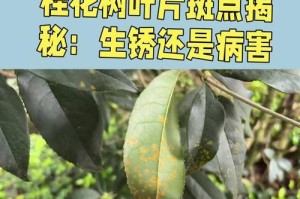 桂花叶片发黄的原因及解决方法（探究桂花叶片发黄背后的隐患和护理技巧）