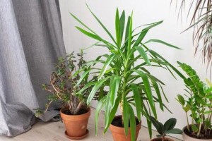 打造富贵椰子花园，轻松享受生活（一篇文章带你了解富贵椰子的养殖方法和养护要点）