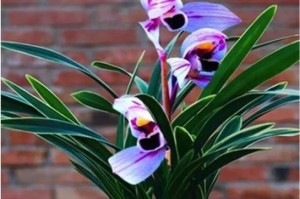 春兰花期详解（探秘春兰开花时间，让我们一起品味春天的芬芳吧！）