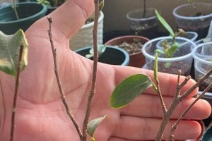 冬天怎么保护茶花不被冻死？（四季茶花冬季保养攻略，）