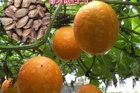 全瓜蒌——神奇的中药材（揭开全瓜蒌的功效与作用，了解其保健功能）
