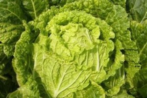 春天种植白菜指南（白菜的品种选择、栽培技巧和注意事项）