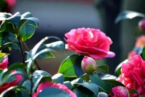 茶花的土壤要求（打造适宜茶花生长的土壤环境）