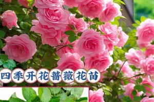 释怀之花——向日葵（用向日葵的花语宣泄内心，释放压力）