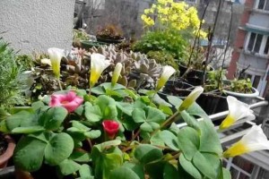 花草换盆时间表，让你的植物健康成长（如何根据花草的生长情况选择换盆时间？）