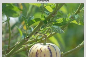 认识人参果（解读人参果的神秘面纱，全面了解人参果的功效与用法）