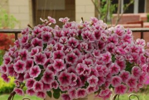 矮牵牛过冬指南（冬季种植方法、保护措施等详解）