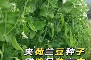 荷兰豆种植指南（从选种到收获，让你轻松种好荷兰豆）