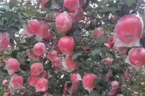 山西苹果成熟上市时间分析（探究影响山西苹果上市的关键因素）