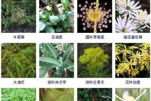 草本植物（揭秘草本植物的种类、功效和应用价值）
