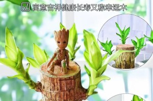 巧妙解决巴西木不发芽问题（掌握以下方法，让你的巴西木欣欣向荣）