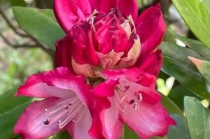杜鹃花五彩缤纷（探秘杜鹃花的多彩世界）