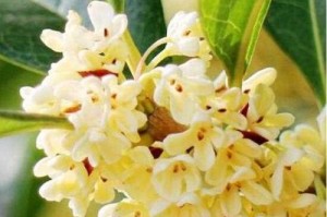揭秘桂花四季开花的真相（探寻桂花开花的奥秘及生长环境）