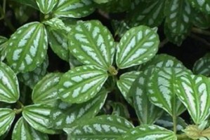 冷水花养殖指南（打造美丽水底世界，从冷水花开始）