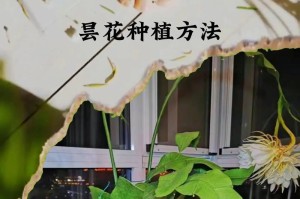三七的养殖方法及注意事项（打造高产优质三七，从养殖入手）