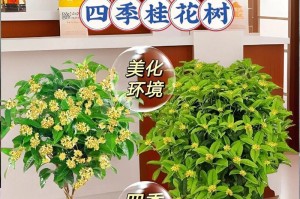 金桂开花次数与养护技巧（了解金桂开花规律，让花开不停歇）