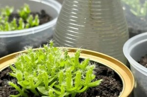 火龙果如何换土，你需要了解的时间和方法（正确的土壤更换方式，让火龙果健康成长）